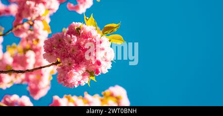 Kirschblüte. Sacura-Kirschbaum. Für ostern- und Frühjahrsgrußkarten mit Kopierraum. Frühlingsrand Hintergrund mit rosa Blüte. Hintergrund mit Stockfoto