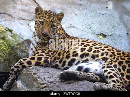 Nahaufnahme eines Leoparden, der auf einem Felsen in einem Zoo ruht. Wildtier in Gefangenschaft Stockfoto