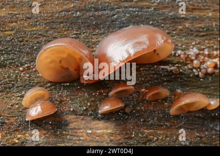 Judas-Ohrpilz (Hirneola auricula-judae, Auricularia auricula-judae), Nordrhein-Westfalen, Deutschland Stockfoto