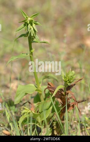 Tremol'sches Helleborin (Epipactis tremolsii, Epipactis helleborine subsp. Tremolsii), Provence, Südfrankreich, Frankreich Stockfoto