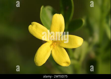 Strauchjasmin oder Strauchjasmin (Chrysojasminum fruticans, Jasminum fruticans), Blume, Provence, Südfrankreich Stockfoto