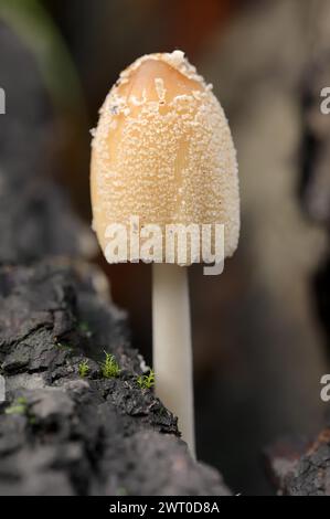 Glimmer-Tönung (Coprinellus micaceus, Coprinus micaceus), Nordrhein-Westfalen, Deutschland Stockfoto