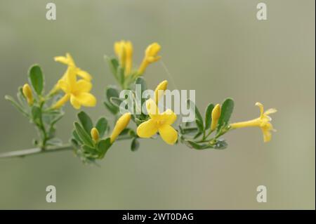 Strauchjasmin oder Strauchjasmin (Chrysojasminum fruticans, Jasminum fruticans), Zweig mit Blumen, Provence, Südfrankreich Stockfoto