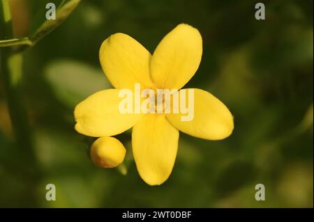 Strauchjasmin oder Strauchjasmin (Chrysojasminum fruticans, Jasminum fruticans), Blume, Provence, Südfrankreich Stockfoto