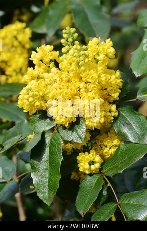 Gewöhnliche Mahonie oder Dornblättrige Mahonie (Mahonia aquifolium), blühender Zierstrauch, Nordrhein-Westfalen, Deutschland Stockfoto