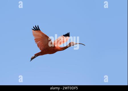 Scharlachibisse (Eudocimus ruber) im Flug, in Gefangenschaft, Vorkommen in Südamerika Stockfoto