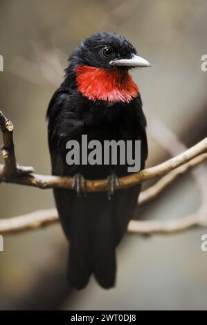 Purple-throated Fruitcrow (Querula purpurata), männlich, in Gefangenschaft, in Mittel- und Südamerika vorkommt Stockfoto