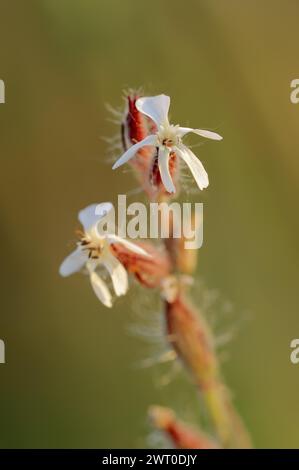 Kleinblumenfliege (Silene gallica), Blumen, Provence, Südfrankreich Stockfoto