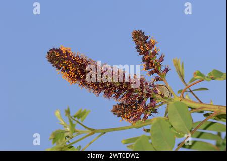 Falscher Indigostrauch (Amorpha fruticosa), blühend, Zierpflanze, Provence, Südfrankreich Stockfoto