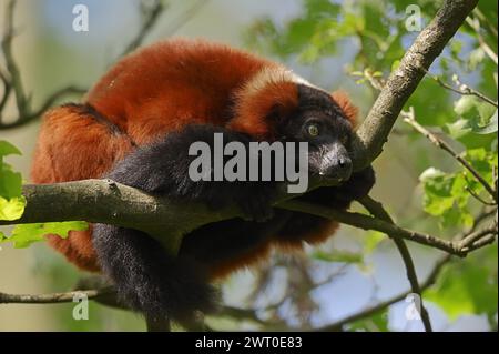 Red Vari (Varecia rubra, Varecia variegata rubra), in Gefangenschaft, in Madagaskar beheimatet Stockfoto