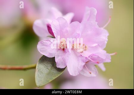 Frühfrühling Alpenrose (Rhododendron praecox), Blüten, Zierpflanze, Nordrhein-Westfalen, Deutschland Stockfoto