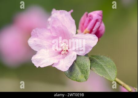 Frühfrühling Alpenrose (Rhododendron praecox), Blume, Zierpflanze, Nordrhein-Westfalen, Deutschland Stockfoto