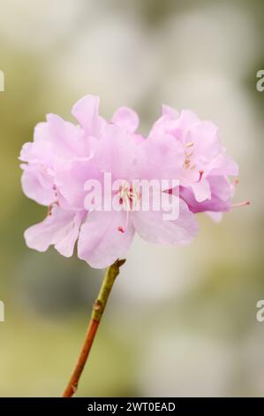 Frühfrühling Alpenrose (Rhododendron praecox), Blüten, Zierpflanze, Nordrhein-Westfalen, Deutschland Stockfoto