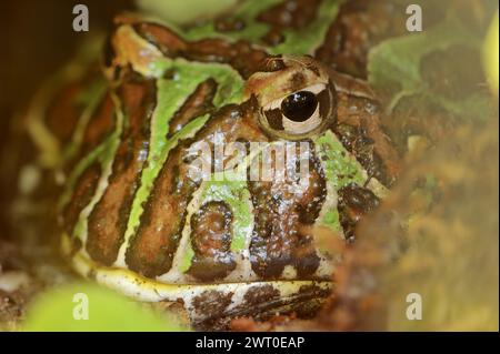 Argentinischer Hornfrosch (Ceratophrys ornata), in Gefangenschaft, Vorkommen in Südamerika Stockfoto