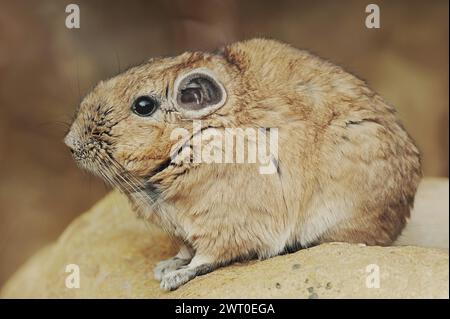 Gundi oder gewöhnliche Gundi (Ctenodactylus gundi), in Gefangenschaft, in Nordafrika Stockfoto