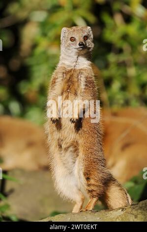 Gelbe Mungos (Cynictis penicillata), in Gefangenschaft, Vorkommen in Afrika Stockfoto