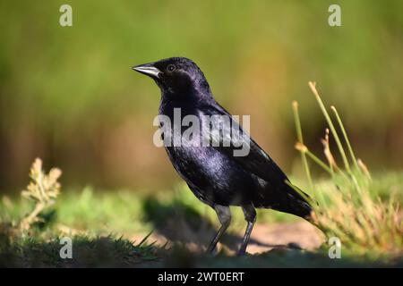 Männlicher glänzender Kuhvogel (Molothrus bonariensis), Buenos Aires, Argentinien Stockfoto