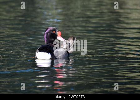 Männliche Rosischnabelkarde (Netta peposaca), die auf einem See in Buenos Aires, Argentinien, vorkommt Stockfoto