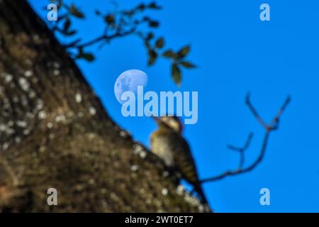 Aufsteigender Mond mit einem defokussierten Grünspecht (Colaptes melanochloros), Buenos Aires, Argentinien Stockfoto