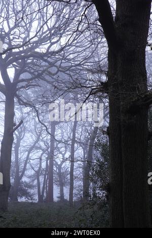 Ein dichter Herbstwald, der an einem kalten Nachmittag in Nebel gehüllt ist Stockfoto