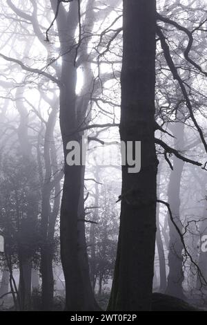 Ein dichter Herbstwald, der an einem kalten Nachmittag in Nebel gehüllt ist Stockfoto