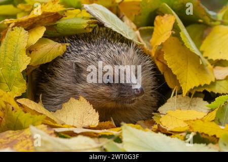 Europäischer Igel (Erinaceus europaeus), erwachsenes Tier, das aus einem Haufen gefallener Herbstblätter in einem Garten, England, Vereinigtes Königreich, auftaucht Stockfoto