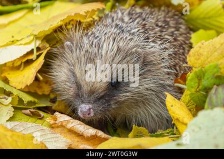 Europäischer Igel (Erinaceus europaeus), erwachsenes Tier, das aus einem Haufen gefallener Herbstblätter in einem Garten, England, Vereinigtes Königreich, auftaucht Stockfoto