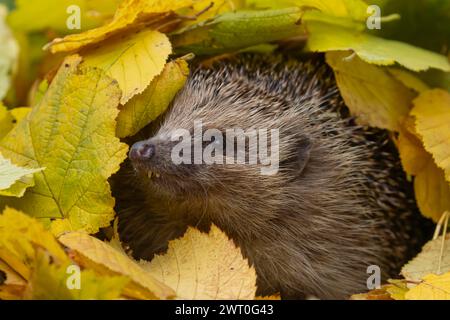 Europäischer Igel (Erinaceus europaeus), erwachsenes Tier, das aus einem Haufen gefallener Herbstblätter in einem Garten, England, Vereinigtes Königreich, auftaucht Stockfoto