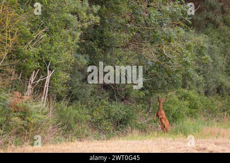 Reh (Capreolus capreolus) ausgewachsene Hirschkuh, die auf ihren Hinterbeinen steht, um sich von Baumblättern zu ernähren, Suffolk, England, Vereinigtes Königreich Stockfoto