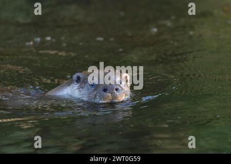 Europäischer Otter (Lutra lutra), adultes Tier, das in einem Fluss schwimmt, England, Vereinigtes Königreich Stockfoto