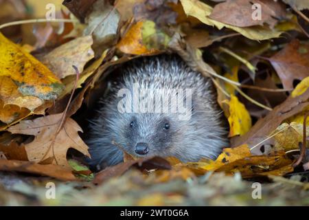 Europäischer Igel (Erinaceus europaeus), erwachsenes Tier, das aus einem Haufen gefallener Herbstblätter in einem Garten, England, Vereinigtes Königreich, auftaucht Stockfoto