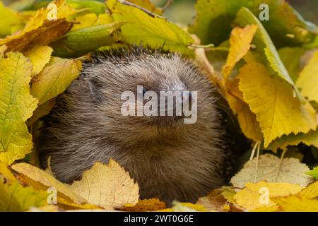 Europäischer Igel (Erinaceus europaeus), erwachsenes Tier, das aus einem Haufen gefallener Herbstblätter in einem Garten, England, Vereinigtes Königreich, auftaucht Stockfoto