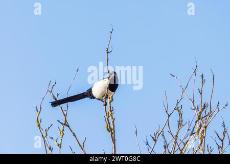 Magpie (Pica pica) sitzt auf einem Zweig in einem Baumkronen mit blauem Himmel Stockfoto