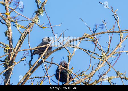 Westlicher Jackdaw (Coloeus monedula), der auf einem Zweig in einem Baumkronen sitzt, in der Sonne mit einem klaren blauen Himmel Stockfoto