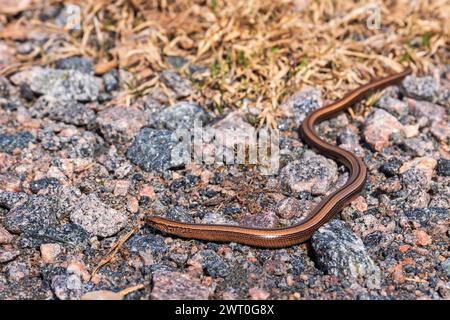 Langsamer Wurm (Anguis fragilis), der im Frühling zwischen Kieselsteinen auf dem Boden kriecht Stockfoto