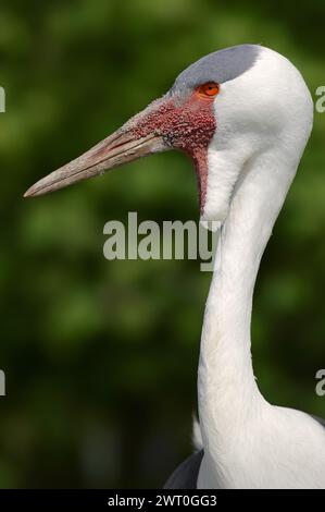 Wattled Crane (Bugeranus carunculatus, Grus carunculatus), Porträt, Gefangener, Vorkommen in Afrika Stockfoto