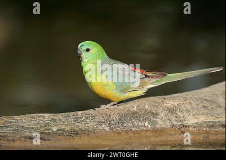 Rotwein-Papagei (Psephotus haematonotus), männlich, in Gefangenschaft, Vorkommen in Australien Stockfoto