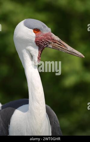 Wattled Crane (Bugeranus carunculatus, Grus carunculatus), Porträt, Gefangener, Vorkommen in Afrika Stockfoto