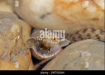 Würfelschlange (Natrix tessellata) mit Raubfischen, Provence, Südfrankreich Stockfoto