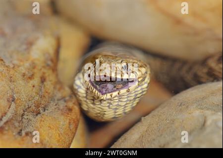 Würfelschlange (Natrix tessellata) mit Raubfischen, Provence, Südfrankreich Stockfoto