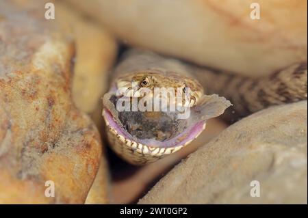 Würfelschlange (Natrix tessellata) mit Raubfischen, Provence, Südfrankreich Stockfoto