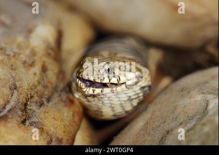 Würfelschlange (Natrix tessellata) mit Raubfischen, Provence, Südfrankreich Stockfoto