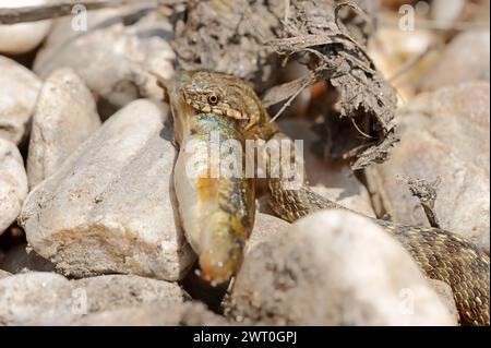 Würfelschlange (Natrix tessellata) mit Raubfischen, Provence, Südfrankreich Stockfoto