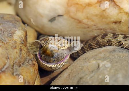 Würfelschlange (Natrix tessellata) mit Raubfischen, Provence, Südfrankreich Stockfoto