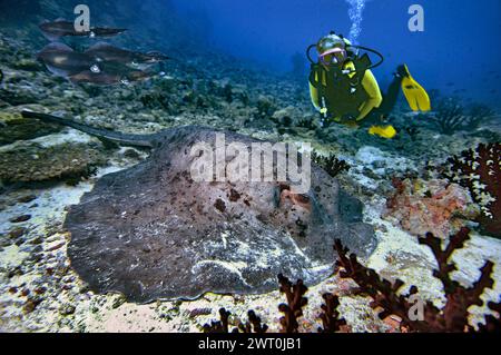 Fotomontage, Schwarzfleckenrochen (Taeniura meyeni), mit Taucher- und Riffkalmaren (Sepioteuthis sepioidea), Vakarufalhi, Ari Atoll, Malediven, Indisch Stockfoto