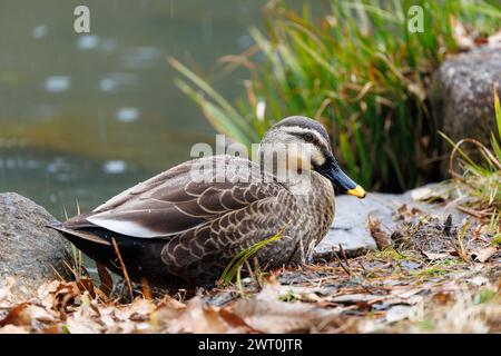 Chinesische Fleckschnabelente (Anas zonorhyncha), See, Kaiserpalast, Tokio (Japan) Stockfoto