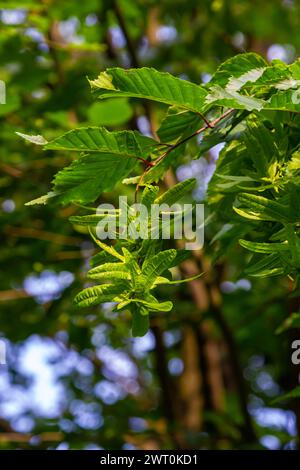 Ast einer Hainbuche Carpinus betulus mit herabhängender Blütenstände und Blättern im Herbst, ausgewählter Fokus, schmale Schärfentiefe, Kopierraum in der Unschärfe Stockfoto