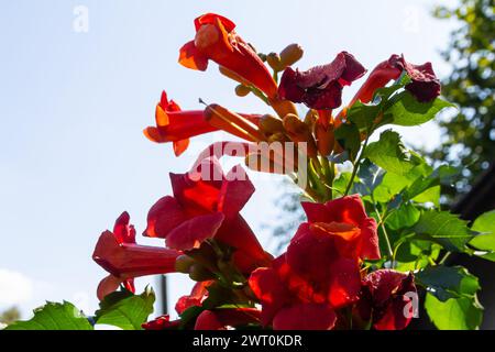 Schöne rote Blüten der Trompetenrebe oder der Trompetenrebe Campsis radicans umgeben von grünen Blättern. Stockfoto