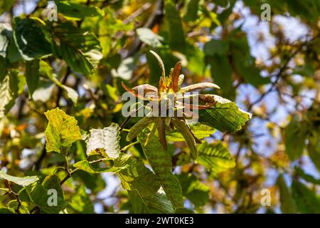 Ast einer Hainbuche Carpinus betulus mit herabhängender Blütenstände und Blättern im Herbst, ausgewählter Fokus, schmale Schärfentiefe, Kopierraum in der Unschärfe Stockfoto