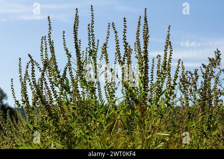 Ambrosia trifida, der Riesenragweed, ist eine blühende Pflanzenart aus der Familie der Asteraceae. Stockfoto